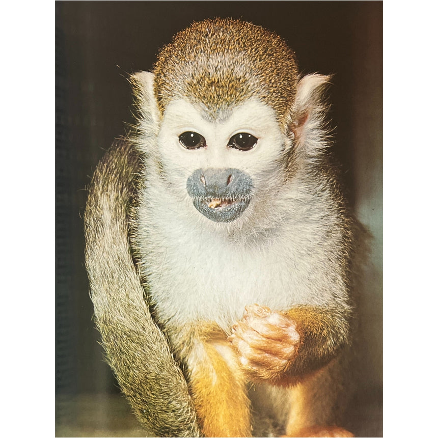 Pestil Books for vitruta The Love of Monkeys & Apes