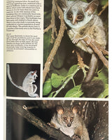 Pestil Books for vitruta The Love of Monkeys & Apes