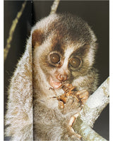 Pestil Books for vitruta The Love of Monkeys & Apes