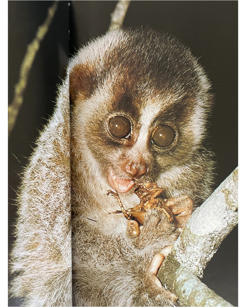 Pestil Books for vitruta The Love of Monkeys & Apes