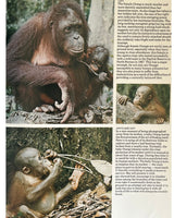 Pestil Books for vitruta The Love of Monkeys & Apes