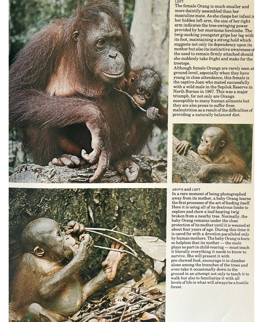 Pestil Books for vitruta The Love of Monkeys & Apes