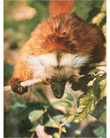 Pestil Books for vitruta The Love of Monkeys & Apes